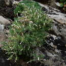 Image of Linanthus watsonii subsp. watsonii
