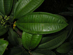 Image of Miconia hondurensis Donn. Sm.