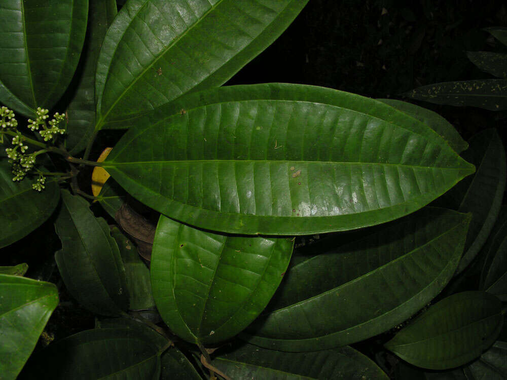 Image of Miconia hondurensis Donn. Sm.