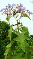 Image of Solanum paniculatum L.