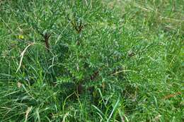 Image of carline thistle