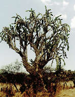 Image of Dendrocereus