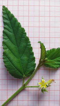 Image of Melochia betonicifolia A. St.-Hil.