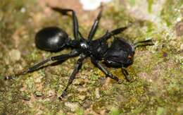 Cephalotes atratus (Linnaeus 1758) resmi