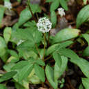 Image of dwarf ginseng