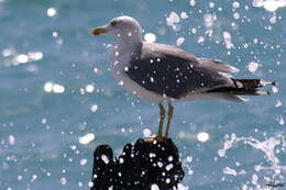 Larus Linnaeus 1758 resmi