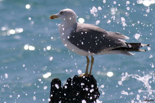 Imagem de Larus Linnaeus 1758