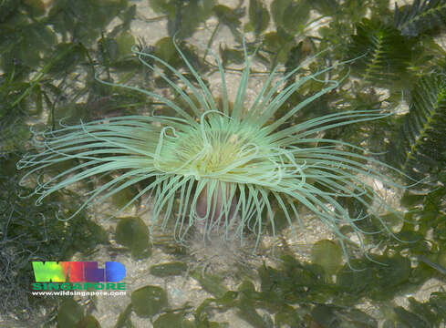 Image of ceriantharian anemones