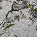 Image of Fringe-eyed flathead