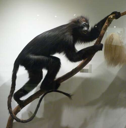 Image of Black-and-white Colobus Monkeys