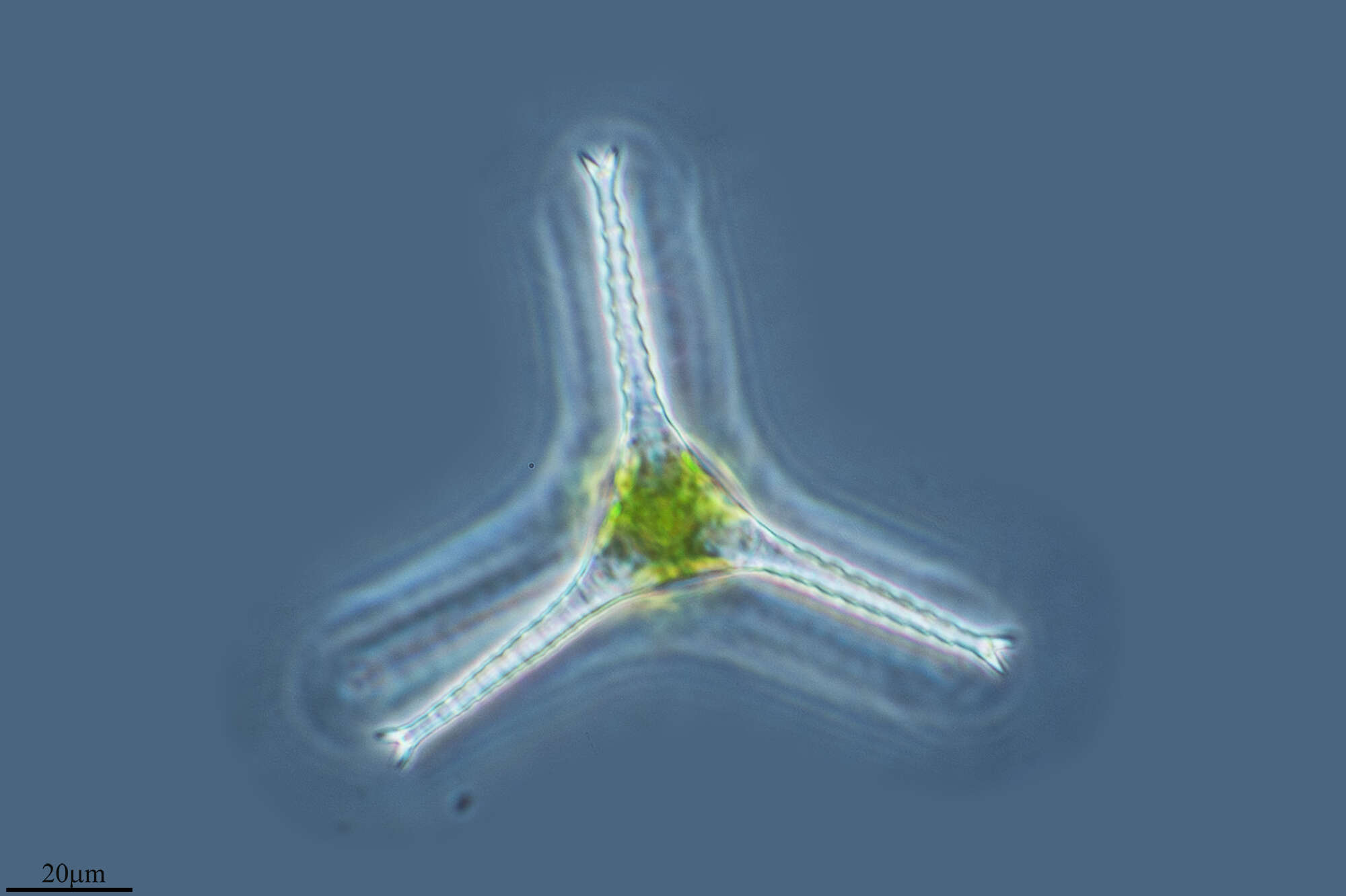 Image of Desmidiaceae