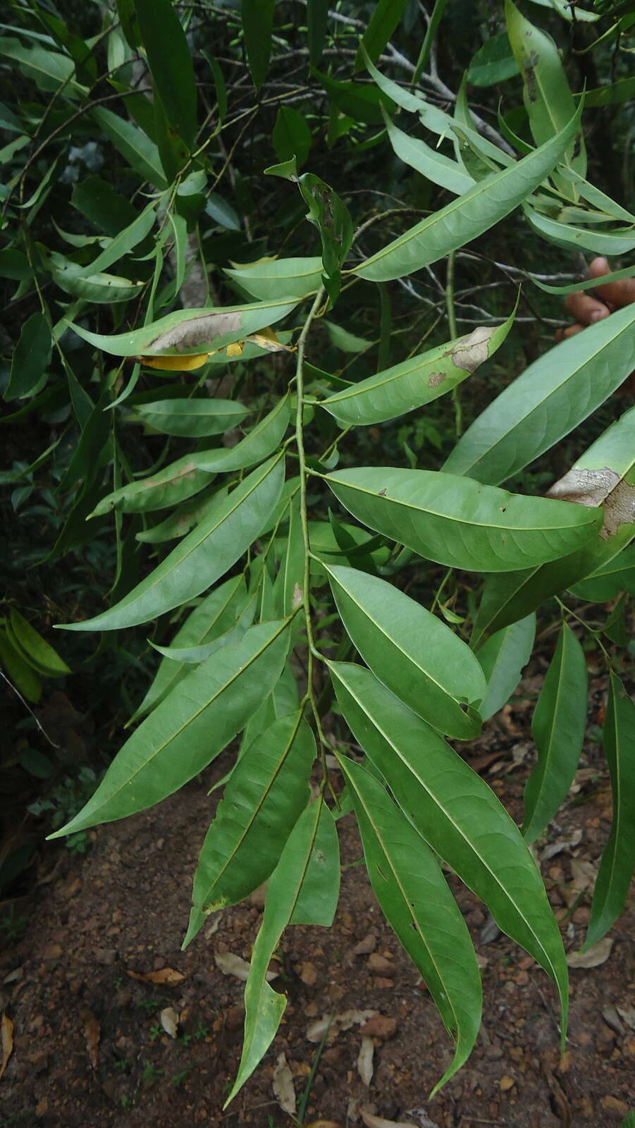 Guatteria australis A. St.-Hil.的圖片