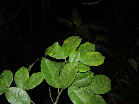 Plancia ëd Macrolobium costaricense W. C. Burger