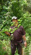 Image of West Indian milkberry