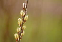 Imagem de Salix eriocephala Michx.
