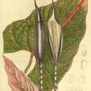 Image of Cyrtosperma johnstonii (W. Bull ex T. Moore & Mast.) N. E. Br.