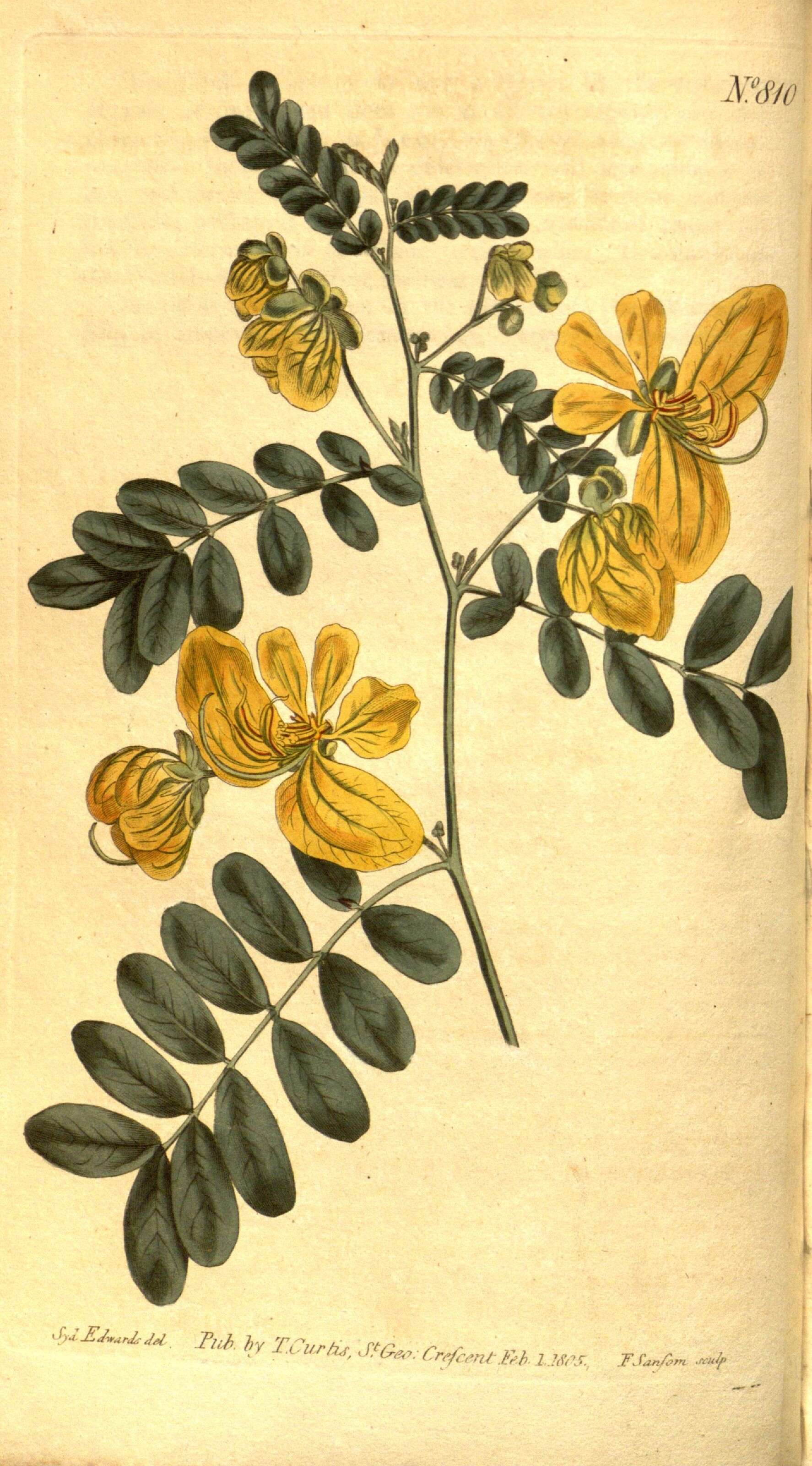 Image of Aeschynomene brasiliana (Poir.) DC.