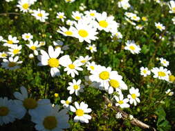 Image of chamomile