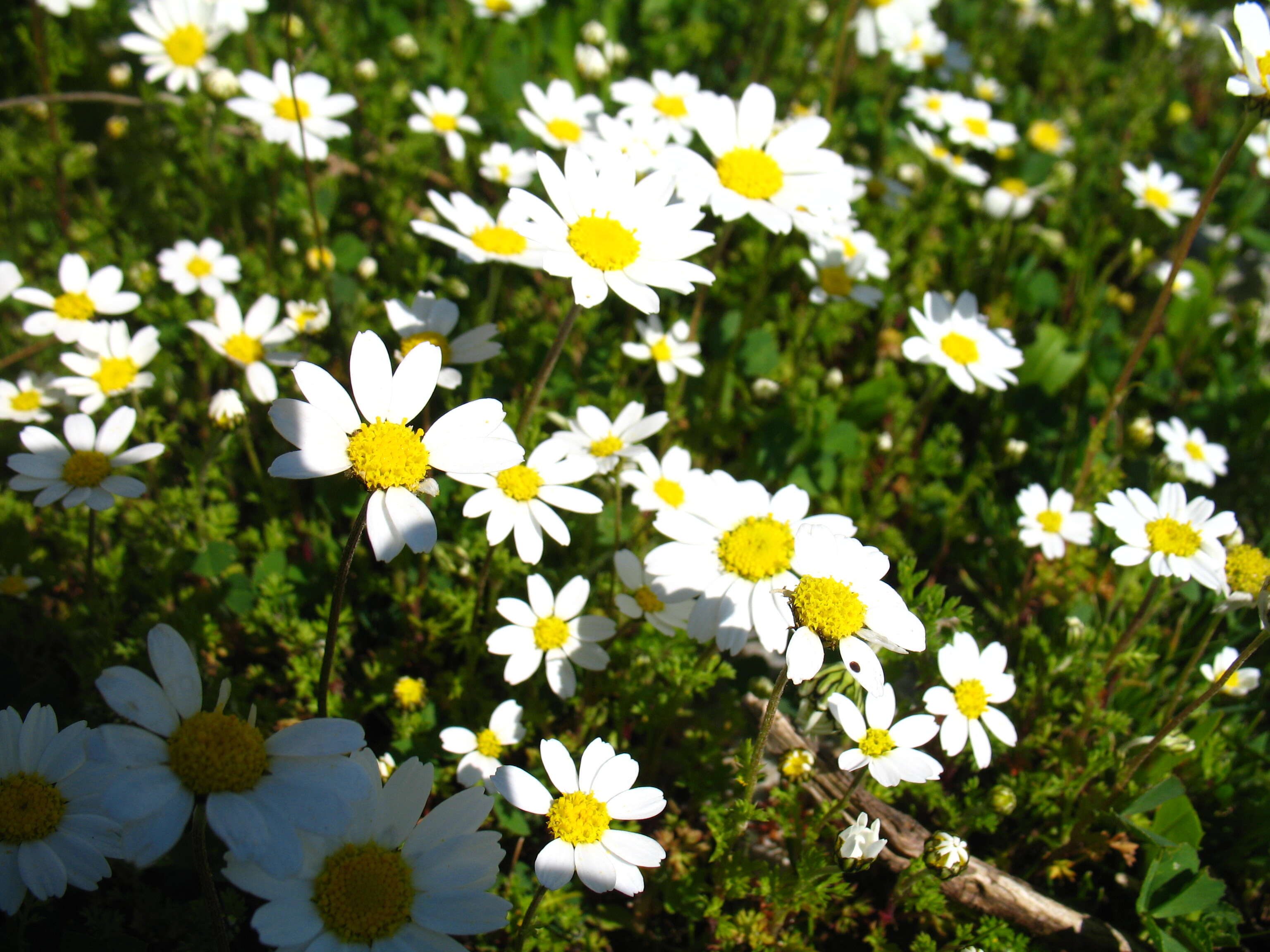 Image of Anthemis chia L.