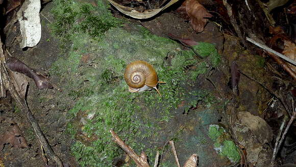 Image of Aperostoma blanchetiana (S. Moricand 1836) S. Moricand 1834