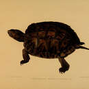 Image of Asian Leaf Turtle