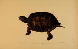 Image of Asian leaf turtle