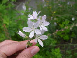 Image of meadow checkerbloom