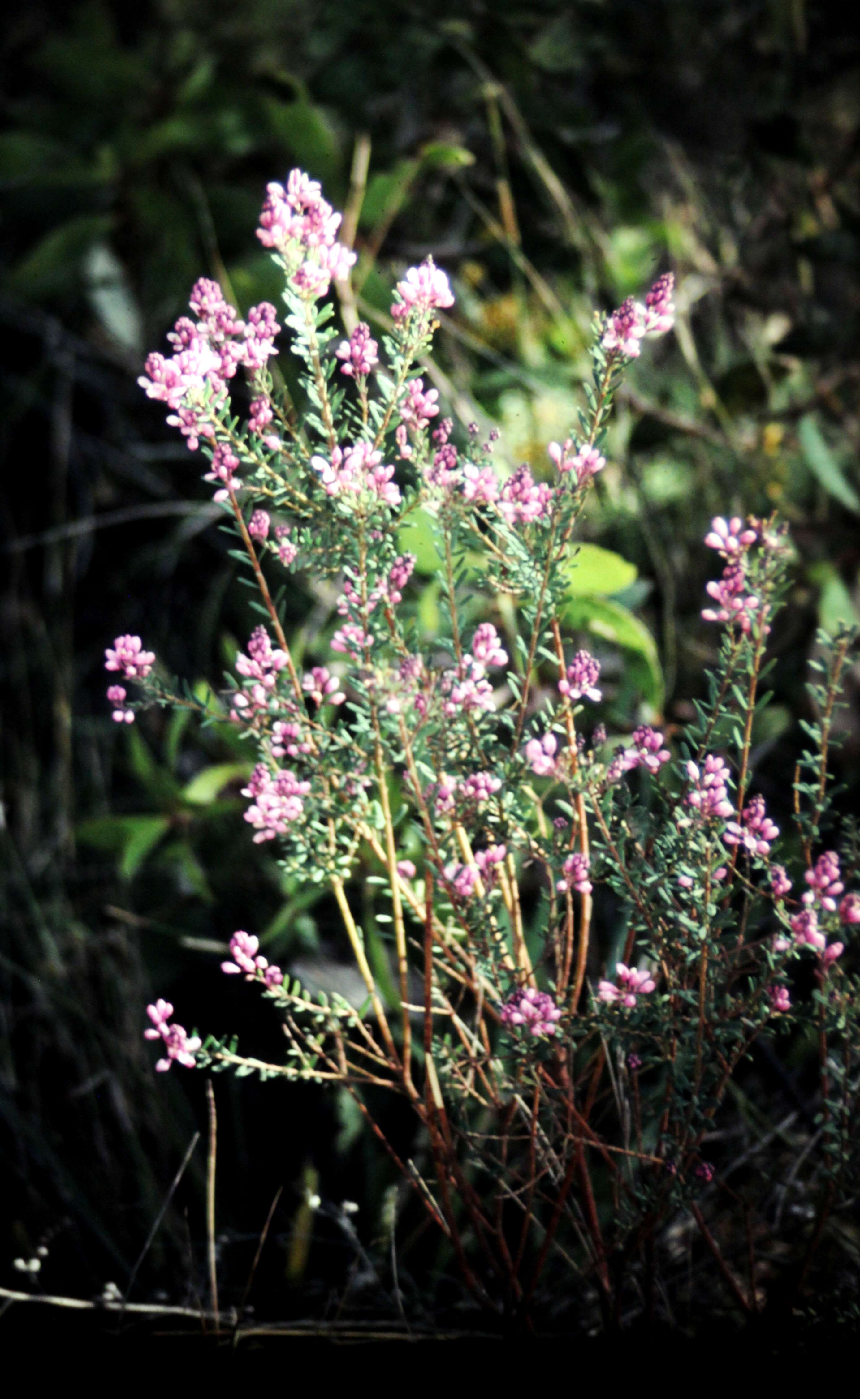 Image of milkwort