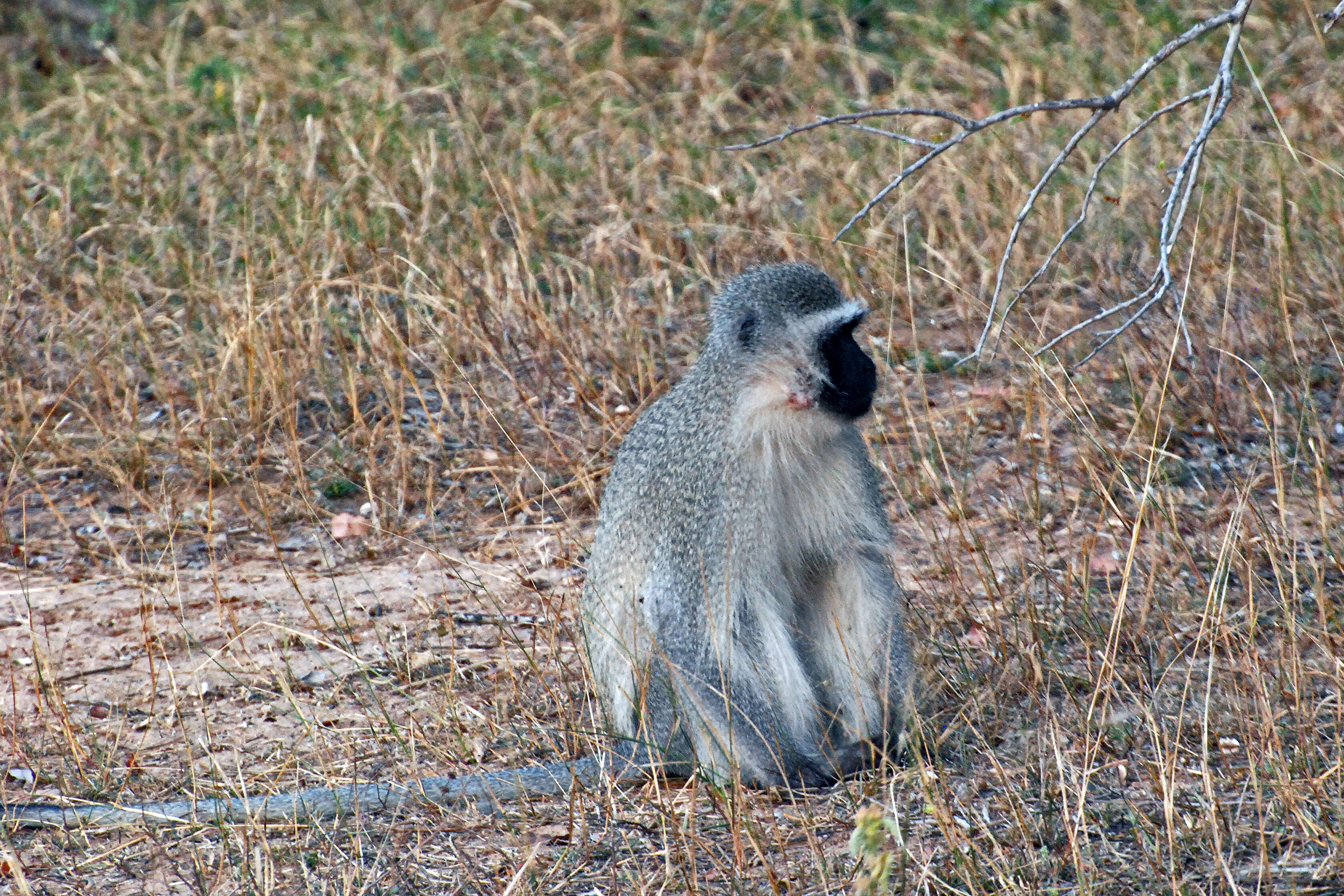 Image of Vervet Monkey