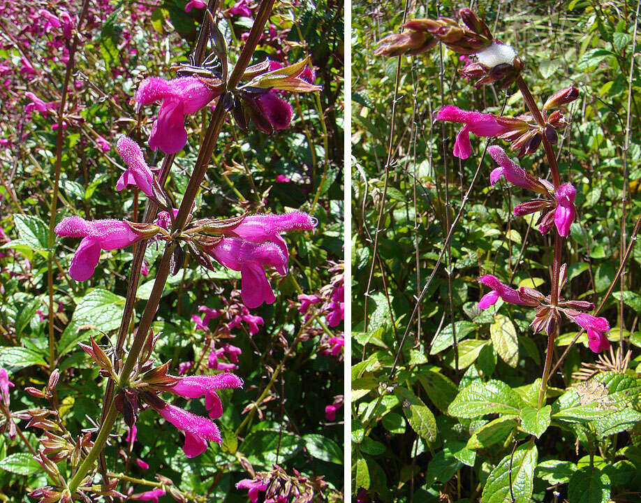 Image of Salvia chiapensis Fernald