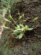 Image of cup orchid