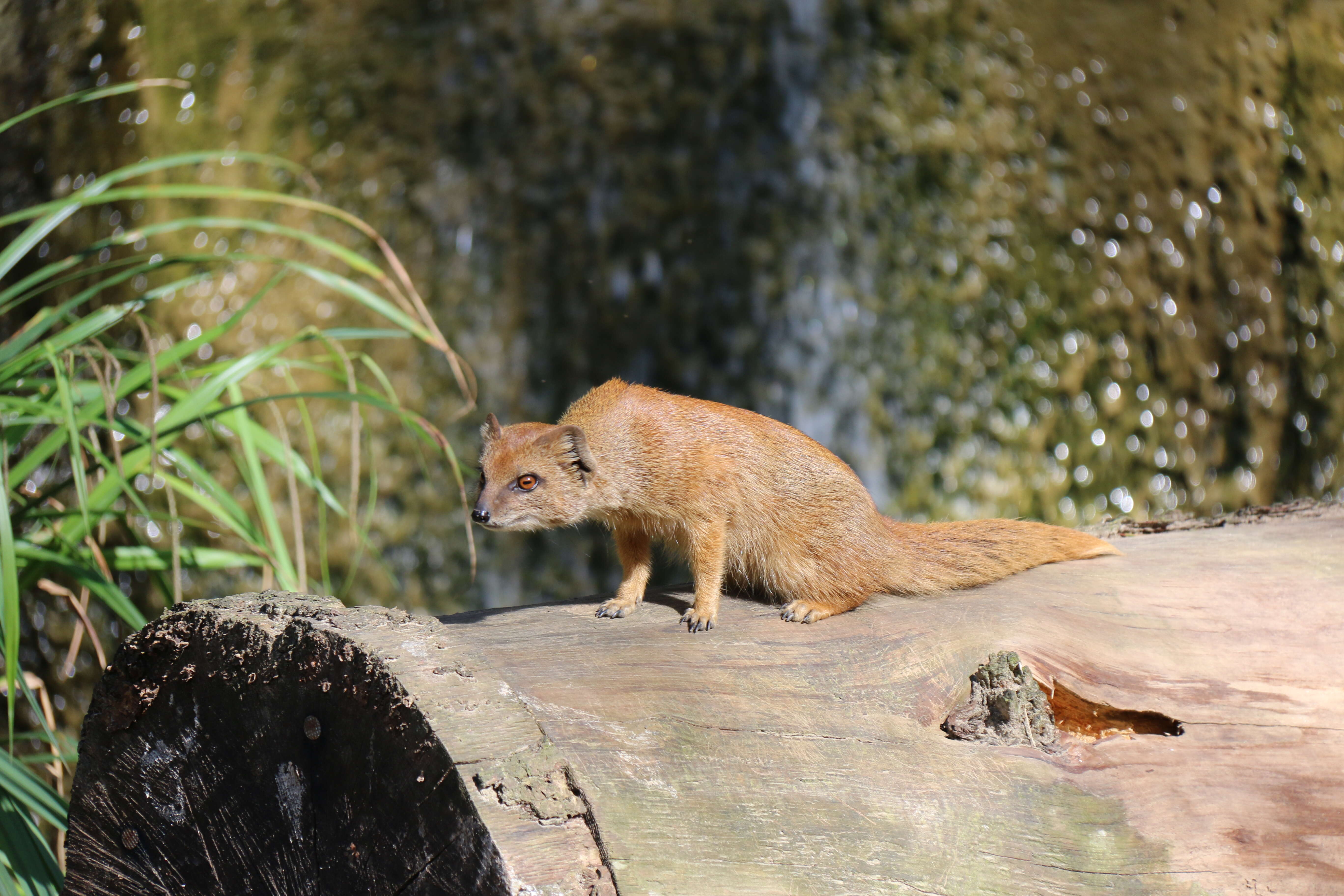 Image of Yellow Mongoose