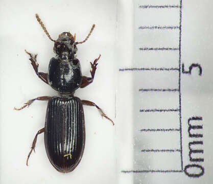 Image of Ground beetle