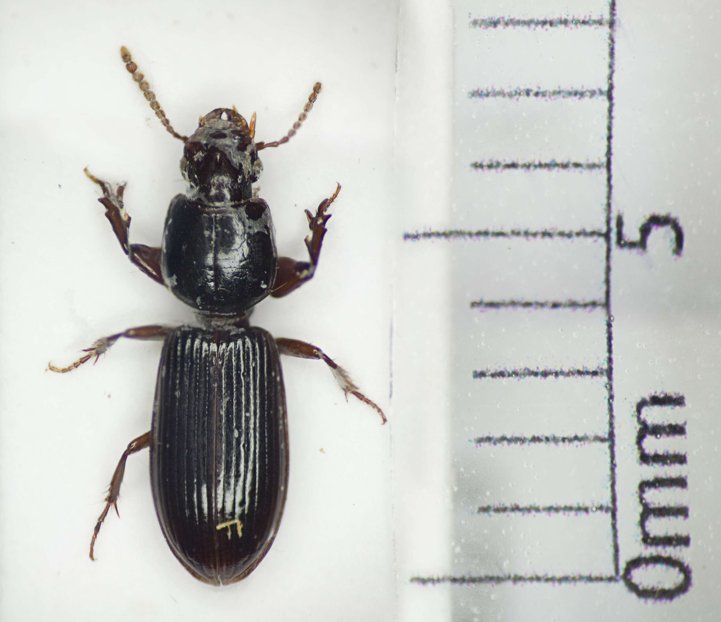 Image of Clivina