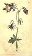 Image of Aquilegia vulgaris subsp. vulgaris