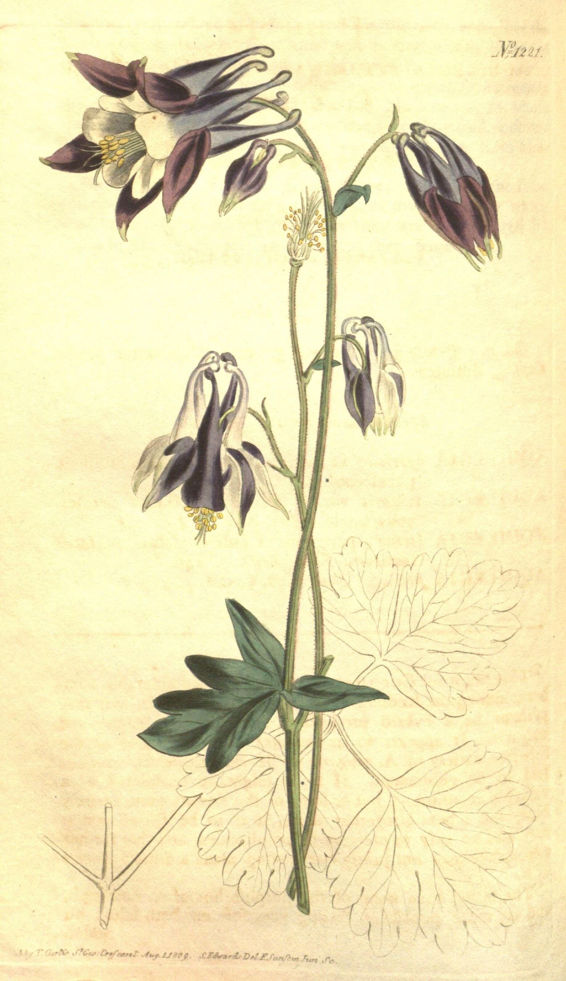 Image of Aquilegia vulgaris subsp. vulgaris