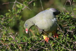 صورة Treron calvus (Temminck 1811)