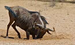 Image of wildebeest