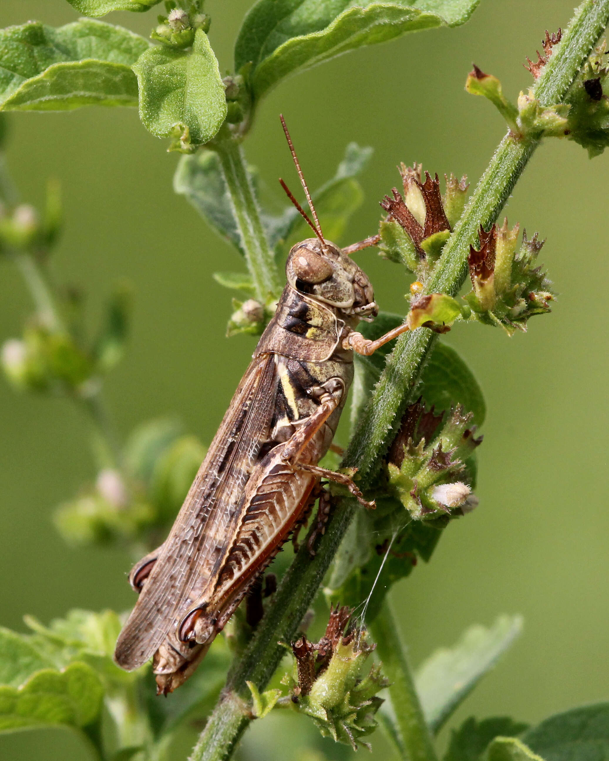 Image of Migratory Grasshopper