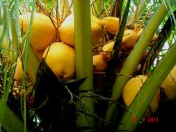 Image of coconut palm