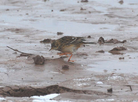 Image of Sprague's pipit