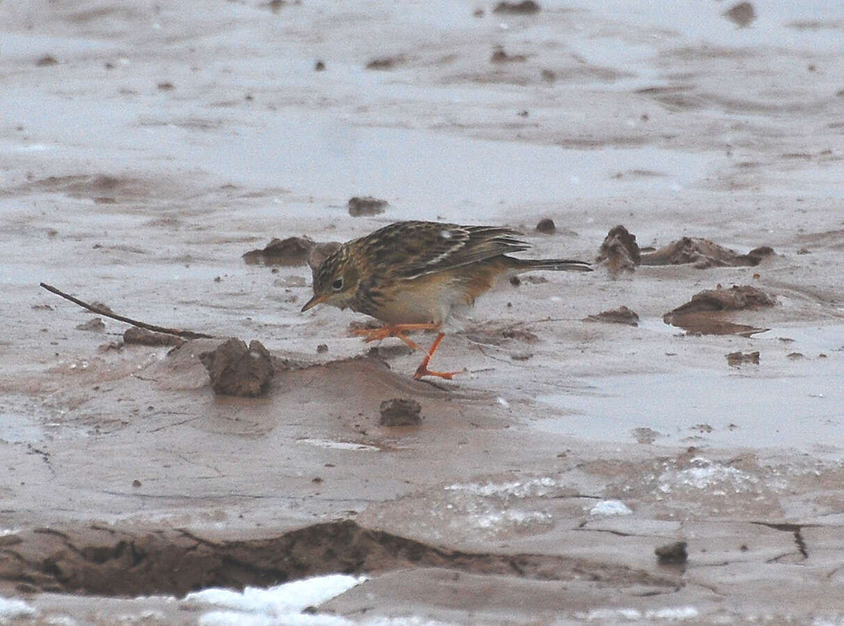 Anthus spragueii (Audubon 1844)的圖片