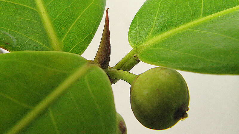 Ficus bahiensis C. C. Berg & Carauta的圖片