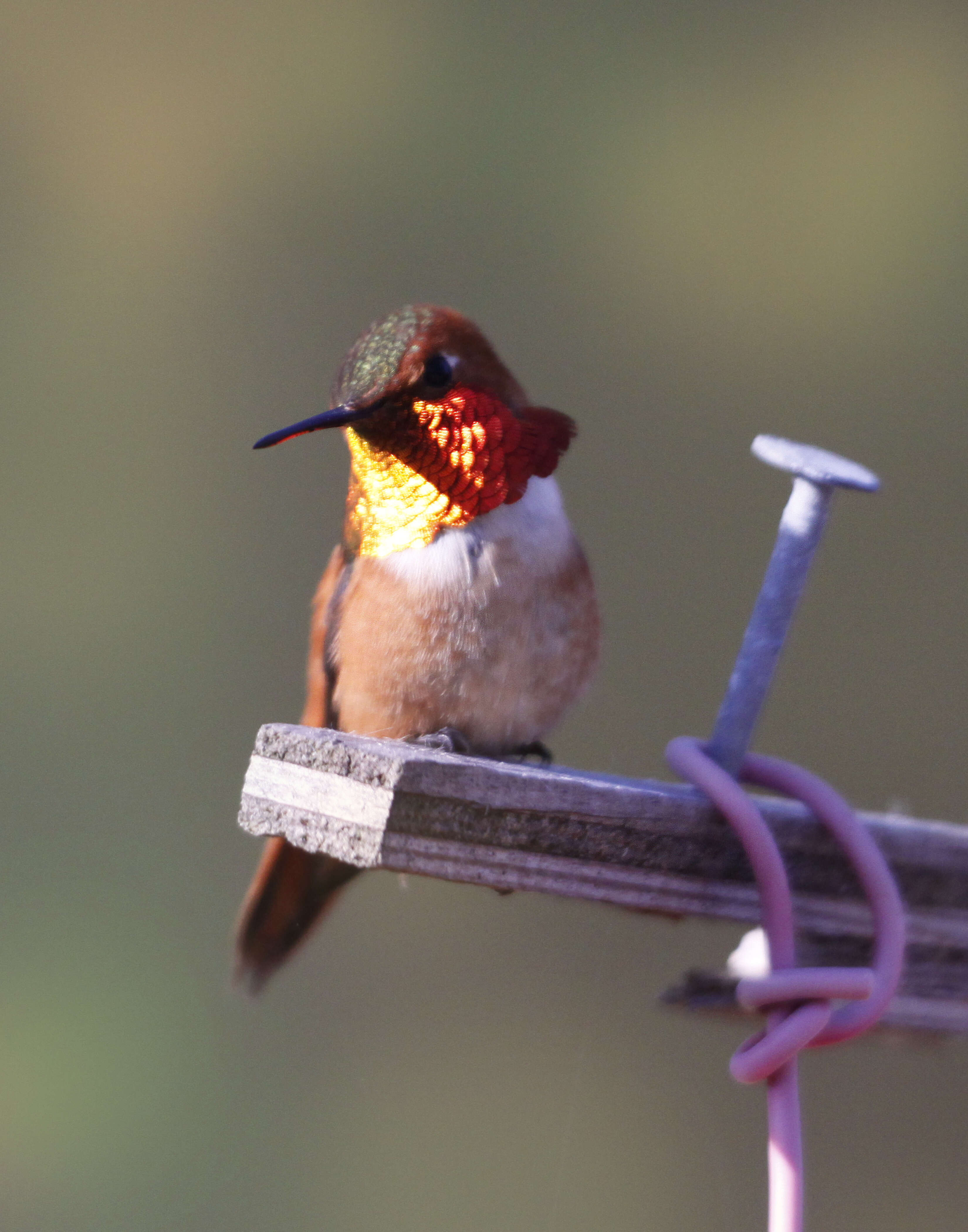 Image de Colibri roux