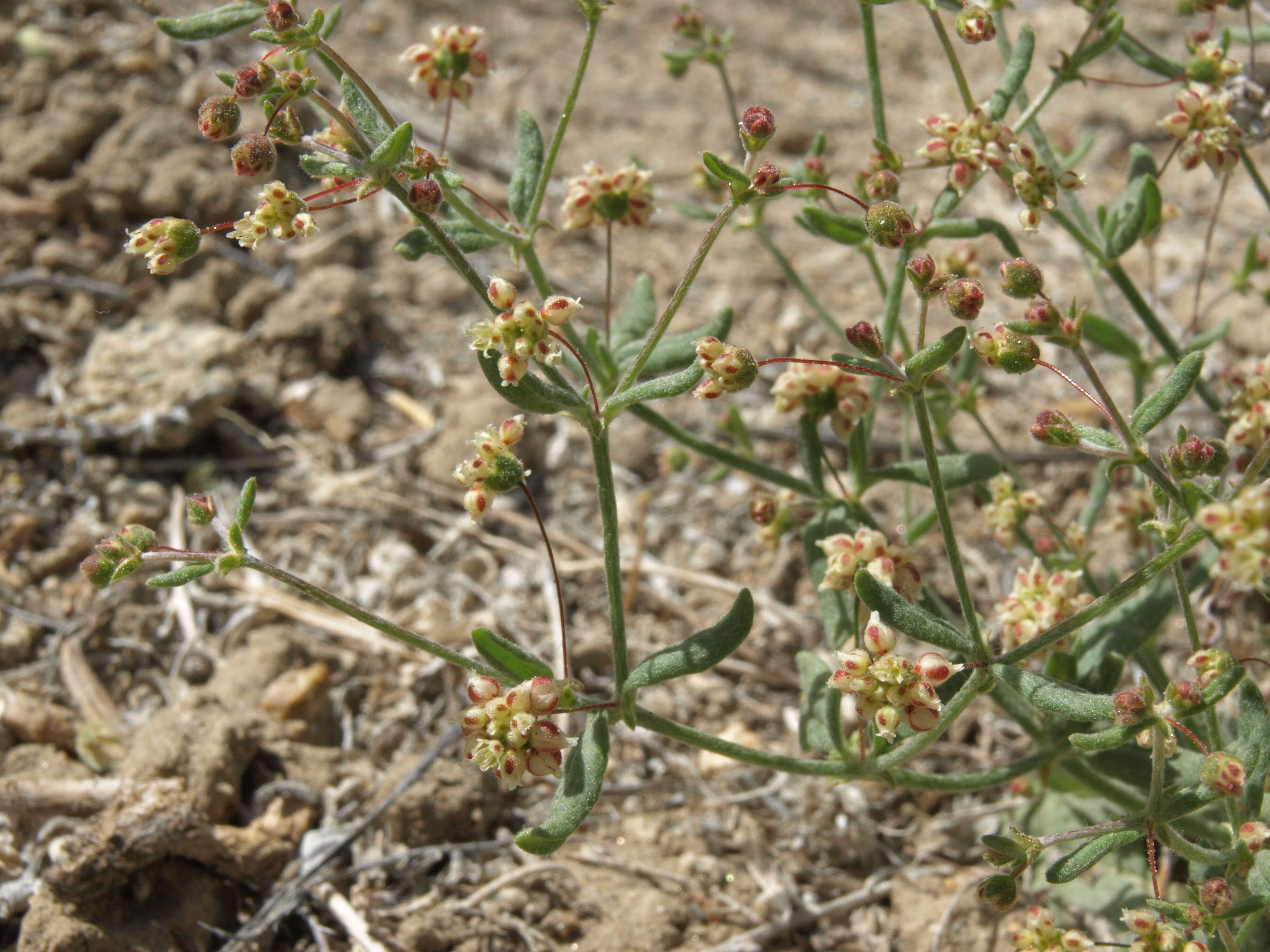 Image of spotted buckwheat