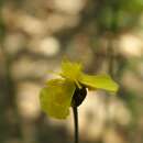 Image of Coastal-Plain Yellow-Eyed-Grass