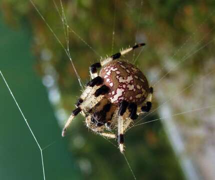 Image of Araneus