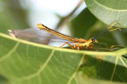 Image of Nymphes myrmeleonoides Leach 1814