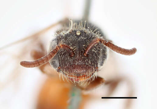 صورة Sphecodes puncticeps Thomson 1870