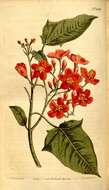 Image of Euphorbiaceae